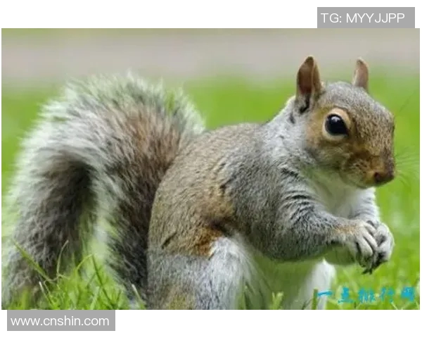 攀山鼠的奇妙世界探索与生存智慧揭秘