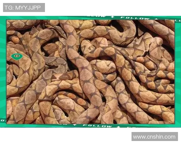 探索洛里斯的神秘世界：了解这种可爱动物的生活习性与保护现状