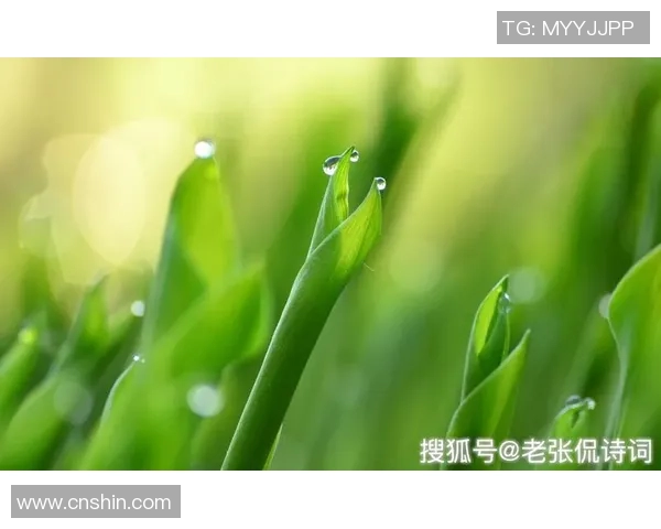 晚秋时节的诗意与谜语交织探寻心灵的秘密与自然的韵味 晚秋时节的诗意与谜语交织探寻心灵的秘密与自然的韵味